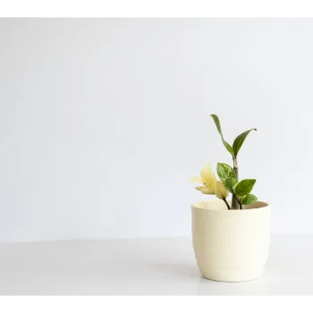 Ornamental Plant 